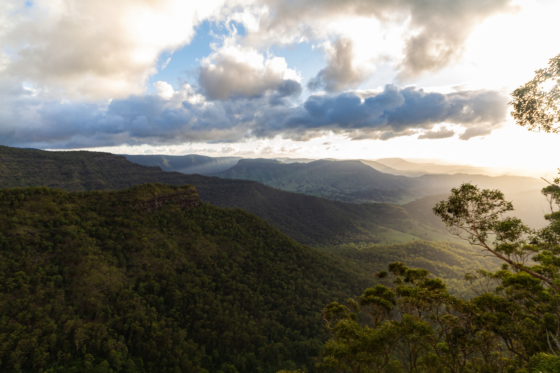Lamington National Park Australian rain forest